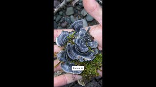 Identifying Turkey Tail Part 1 [upl. by Ezra285]