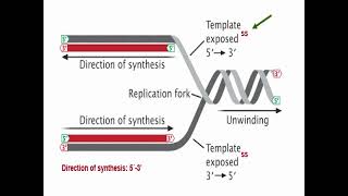 Types of DNA Replication [upl. by Drexler]