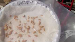 Starting canataloupe seeds on a wet paper towel [upl. by Aisnetroh]