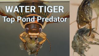 The Great Diving Beetle  Water Tiger  Pond Life Fact file [upl. by Lupee]