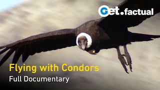 Flying With Condors  Full Documentary [upl. by Ilhsa]