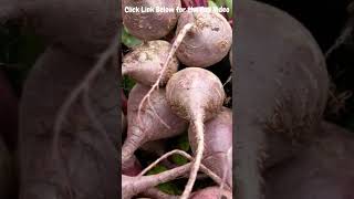 Just Right Harvesting Delicious Beets Easy Steps to Sweet Roots Garden Ultimate Rewarding Process [upl. by Annawahs]