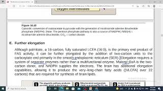 258 Fatty acid de novo synthesis  fatty acid elongation 9 [upl. by Haeli]