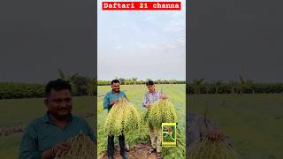 7972334422 whatsapp me Daftari 21 channa variety Top दफ्तरी चणा वेरायटी ज्यादा उत्पादन के लिये [upl. by Fang162]