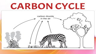 Carbon Cycle [upl. by Ttemme]