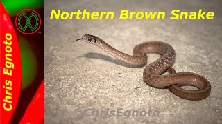 Northern Brown snake a very common herp [upl. by Edita]