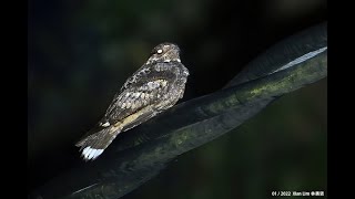 Grey Nightjar 20220212 Pedu Lake Malaysia Perak [upl. by Stacey]