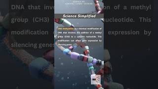 DNA Methylation simplified [upl. by Ofilia]