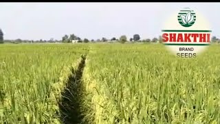 Shakthi Seeds ka SRH 5158 1 No aur 2no khet ke liye [upl. by Gnoy356]