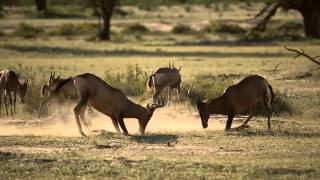 Fighting Hartebeest [upl. by Ytok]