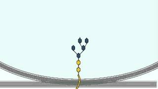 Glycosylation  Glycosylation Process in Glogi Apparatus Detailed Explanation [upl. by Karlis675]