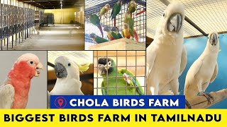 Biggest Birds Farm in Tamilnadu Chola Birds Farm [upl. by Morita491]