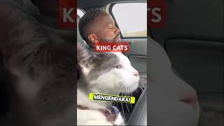 king cats cats catslover catvideos [upl. by Malina816]