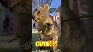 Rottnest Island  Australia  Quokkas australia perth quokkas shorts cute rottnestisland [upl. by Redmund]