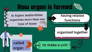 Organ and Organ System Level  Biology Class 9  Umair Khan [upl. by Anhpad]