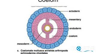 Coelom in annelida phylum in hindi [upl. by Idnew]