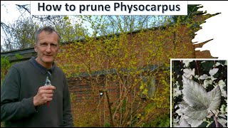 How to prune Physocarpus [upl. by Columbyne]