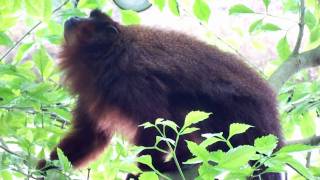 Titi Monkey at National DC Zoo HD [upl. by Jovitta]