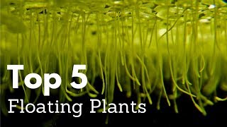 Top 5 Floating Plants for Aquariums [upl. by Libys]