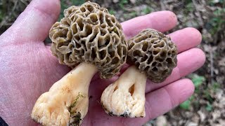 Morilles à domicile  première expérience ✅ [upl. by Hammond]