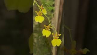 Oncidium bifoliumstampswithsara XtremePhilately philately SriLanka orchids oncidium [upl. by Eldrid]