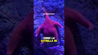 La estrella de mar que capturó todas las miradas [upl. by Aleakam]