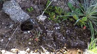 How spiders detect preys from their burrows [upl. by Monroy825]