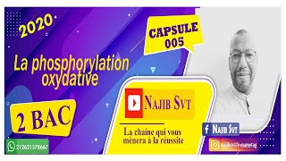 La phosphorylation oxydative [upl. by Flowers]