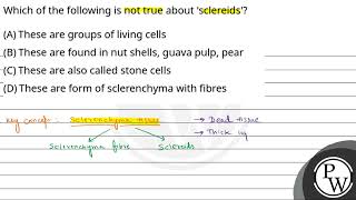 Which of the following is not true about sclereids [upl. by Zoilla]