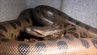 Small Male Green Anaconda [upl. by Noiemad454]