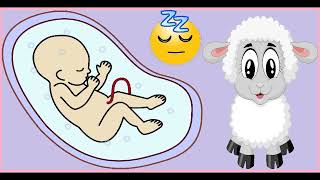 WHITE NOISE  Womb Sounds and Heartbeat Soothe Crying Colicky Infant amp Help Child Sleep  NO ADS [upl. by Prestige969]