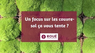 Focus sur les couvre sol de Roué Pépinières [upl. by Anima]