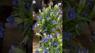 Gentiana scabra plants 🪴 [upl. by Jensen169]