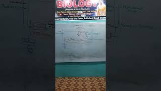 Nitrogen cycle 🚲 Ecosystem Class12th timesaverinstitutiondumka motivation education [upl. by Eed]