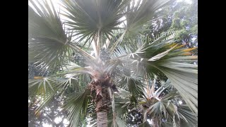 Blue Latania Palms on Maui [upl. by Bromleigh]