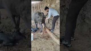 ROP IN BUFFALO shorts trending vet struggle hardwork music song movie viralshort cow amba [upl. by Nnek852]