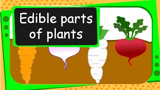 Science  Edible Parts of Plants  English [upl. by Norward922]