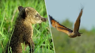 Young Coati vs Hawk  Wild Brazil  BBC Earth [upl. by Acino]