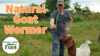 Have You Seen This Natural Goat Wormer And What I Use To Prevent Pink Eye In Cattle [upl. by Ossie630]