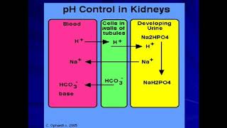 physiology Acidification of Urine 1st bsc [upl. by Herzog529]