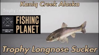 Fishing Planet Trophy Longnose Sucker Kaniq Creek Alaska [upl. by Ecissej]