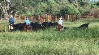 Advantages of Using Beef Cattle Implants [upl. by Selestina626]