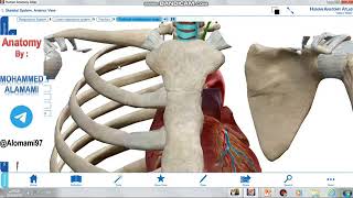 Anatomy of thorax lecture 1 [upl. by Angelo]