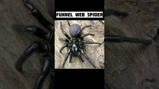 Deadliest spiders on earth part 2shorts [upl. by Deerc]