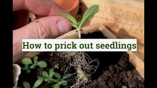 How to prick out and pot on seedlings [upl. by Lemhaj]