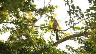 Northern Fantail Rhipidura rufiventris in Timor [upl. by Cortney]