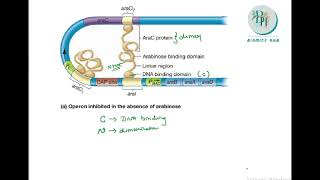 Arabinose operon Ara operon system Regulation Molecular biology Biomics hub [upl. by Ruscio]