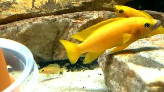 Lake Tanganyika Cichlid Tank  STUNNING 125 Gallon Aquarium Cichlid Community [upl. by Jorgensen]