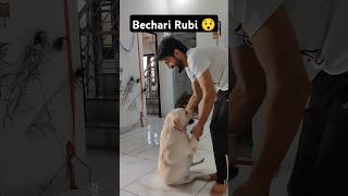 Rubi Pakdi Gayi 😉 ll labra rubi ll youtubeshorts shorts labrador doglover funny viralshort [upl. by Budwig]