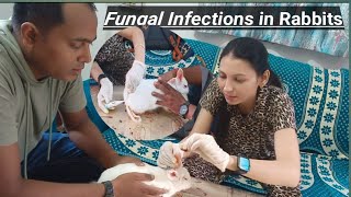 Fungal Infections in Rabbits mylifesvlogsdrpriyanka trending Viral MrBeast [upl. by Nnaeirual]